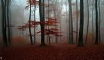 beautiful forests 11