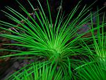 Eriocaulon sp. Mang Jang