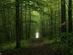 beautiful forests 09