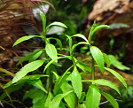 Penthorum Sedoides