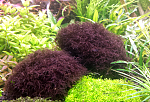 Red moss