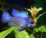 Mikrogeophagus Ramirezi Blue
