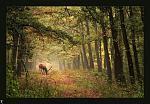 beautiful forests 07