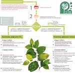 rus plant deficiency site