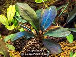 Bucephalandra sp. Nanga Pinoh "Grey"