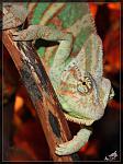   Chamaeleon calyptratus