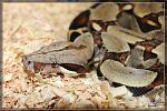 Constrictor constrictor