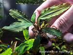 Bucephalandra sp. Super Blue-2, Central Kalimantan