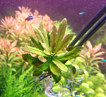 Pilosa