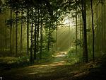 beautiful forests 03