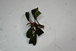 Bucephalandra sp. Cherish IV