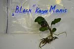 Bucephalandra sp. "Black" Kayu Manis