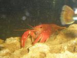 PB090024