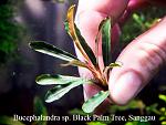 Bucephalandra sp. Black Palm Tree, Sanggau