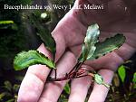 Bucephalandra sp. Wevy Leaf, Melawi