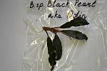 Bucephalandra sp. Black Pearl aka. Odin