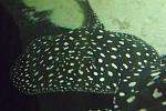 potamotrygon itaituba p14