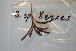 Bucephalandra sp. Xerxes