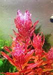 Rotala macrandra variegated