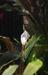 Bucephalandra sp. Pearl Grey