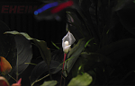Bucephalandra sp. Pearl Grey