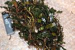 Bucephalandra sp.Claudia