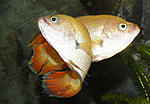 belontia signata 2