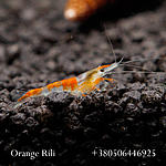 IMG 7681