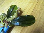 Bucephalandra sp. Nanga Sukayat