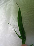 IMG 3644