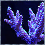 �������� � ���� �2