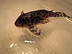 IMG 0018
