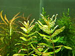 rotala macrandra green