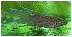 Macropodus hongkongensis