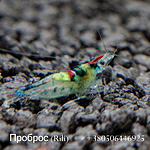 IMG 7768