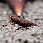 IMG 7436