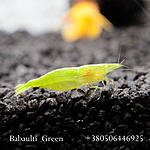 IMG 7529