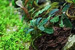 2 Bucephalandra sp New Kedagang long