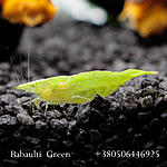 IMG 7537
