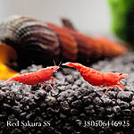 IMG 7488