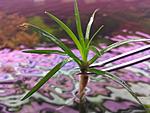 Eriocaulon Vietnam
