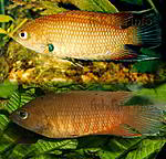 Belontia signata