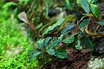 1 Bucephalandra sp New Kedagang long