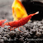 IMG 7476