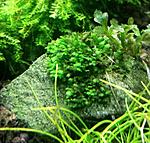 Fissidens sp. Khao Sok (    )