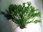 Microsorum pteropus "Narrow K"