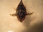 IMG 0008