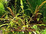 Hygrophila pinnatifida