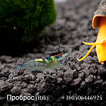 IMG 7709