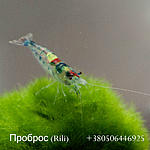 IMG 7708